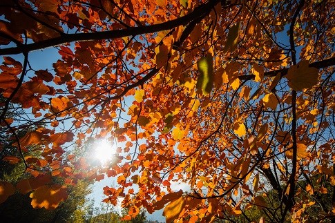 I colori d'autunno nei dintorni della Riserva naturale statale Montagna di Torricchio